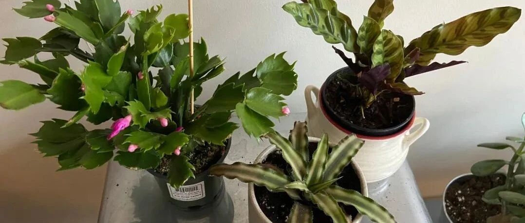 刚买的盆栽不注意这几点，很容易养失败，买多少植物都是浪费