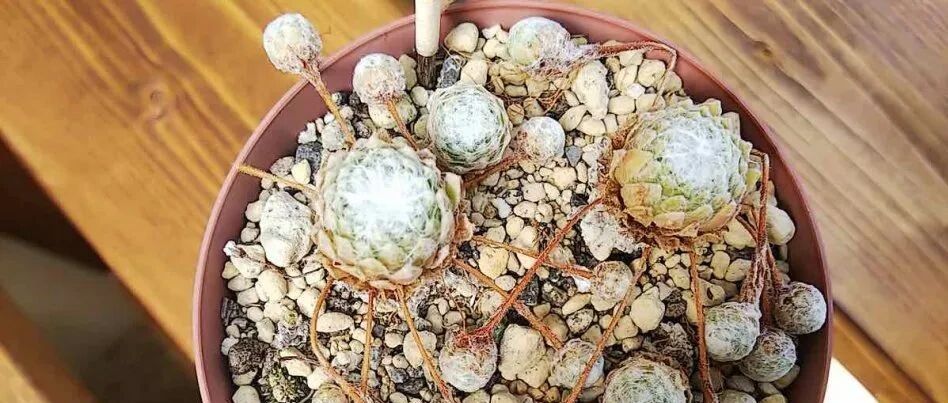 叶子上长满白色丝线的蛛丝卷绢，容易长侧枝，繁殖简单，极其耐寒