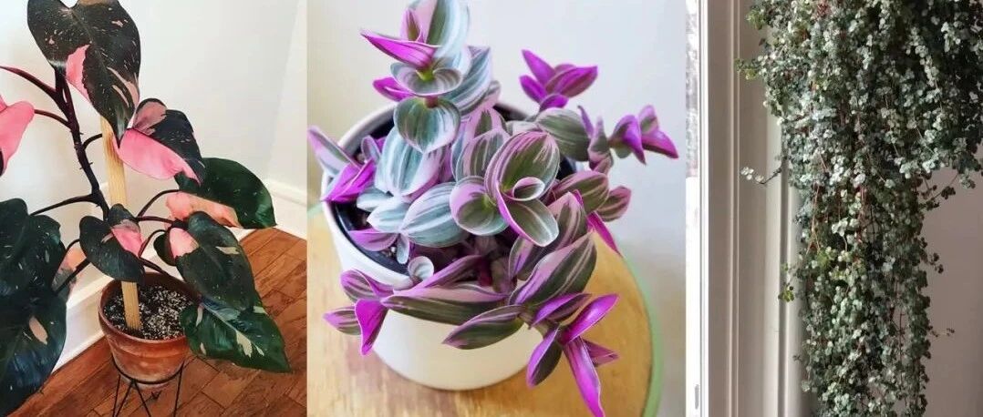 适合养小空间的6种小盆栽，容易打理，易养活