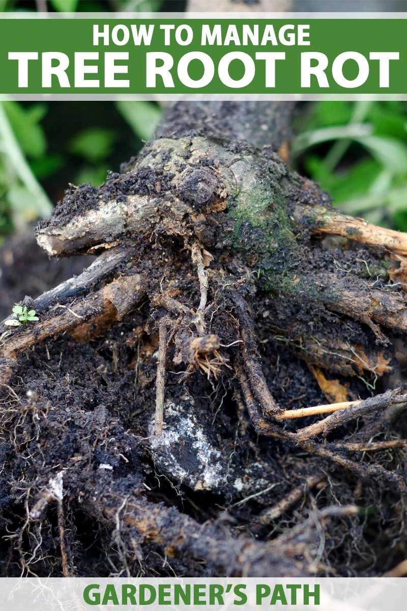 室内植物烂根前的几个症状看好了 教你如何判断并拯救烂根植物 生活家 生活资讯 生活315 生活指南 生活品位 微信头条新闻公众号文章收集网