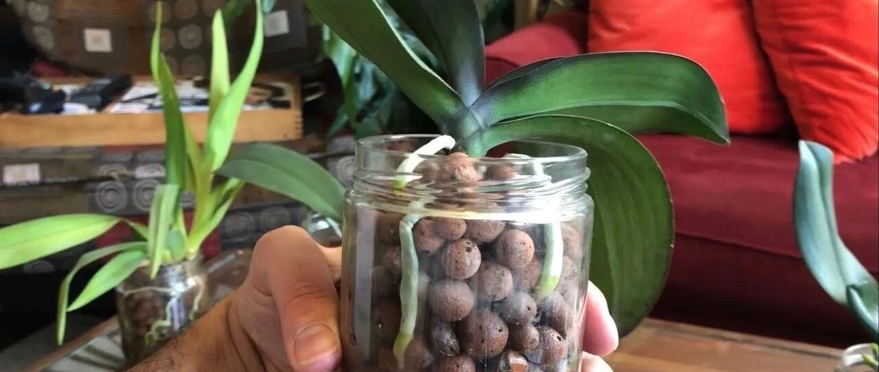 家里的土培盆栽轻松转水培，避免黄叶烂根有技巧，技巧全告诉你