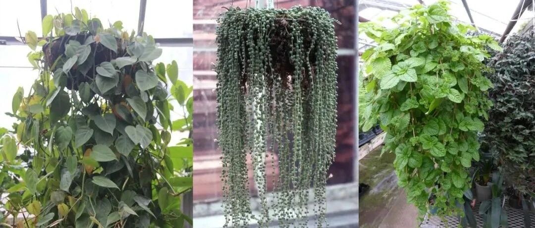 很适合养在窗台边的9种垂盆植物，包括多肉植物和常见的观叶植物