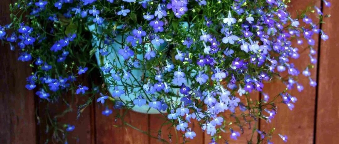 7种极难度夏的开花植物，高温之前都在开花，它们值得养么？