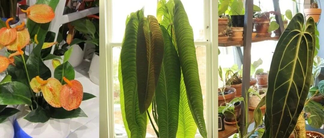 8种适合养室内的盆栽花烛，除了红掌和水晶花烛，你还认识哪种？