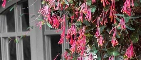 适合新手养护的几种藤本花卉，有的可以播种繁殖，有的可地栽养护