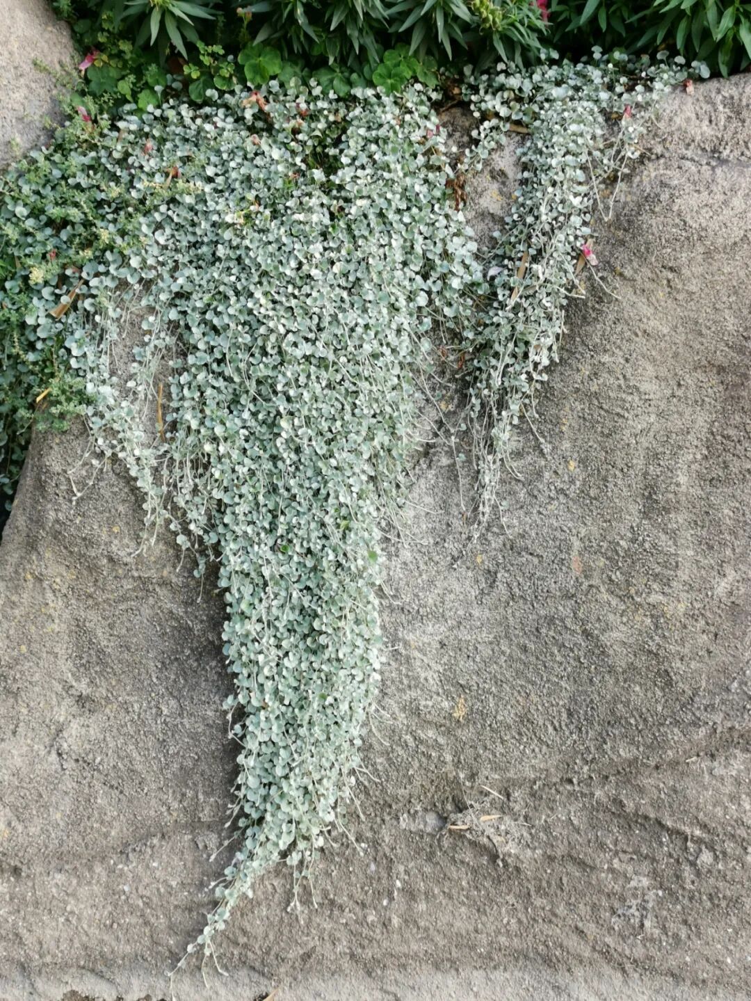 匍匐在花盆边缘处的4种景观植物 能养成阳台吊盆绿植 柠檬资讯