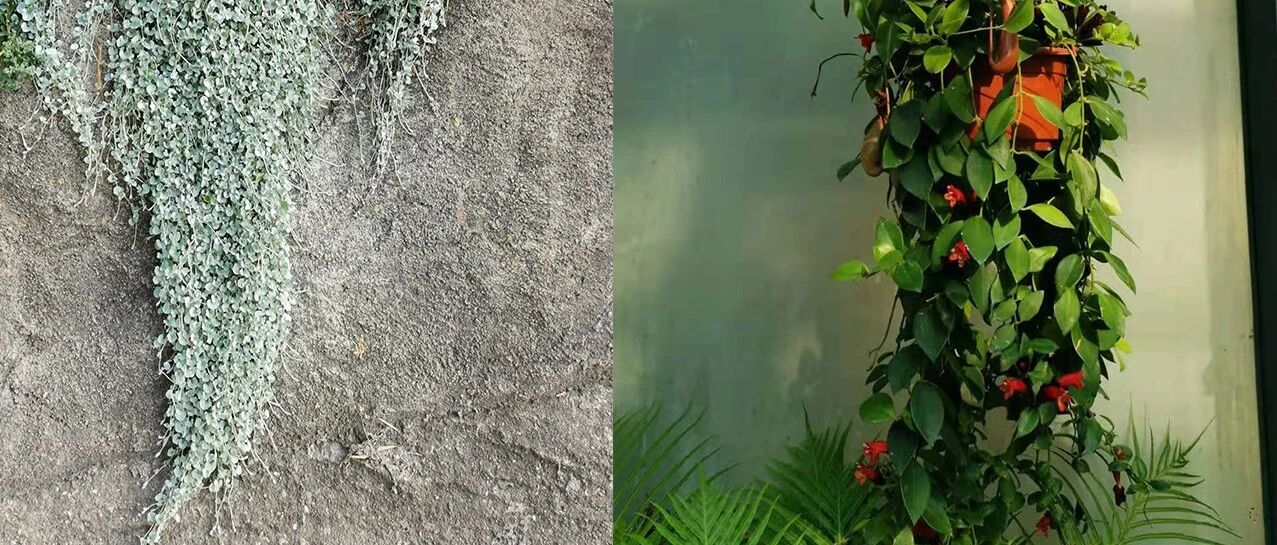 匍匐在花盆边缘处的4种景观植物，能养成阳台吊盆绿植