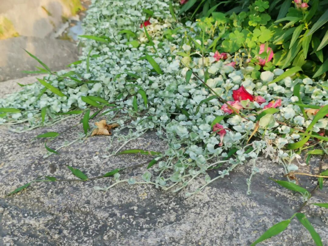 匍匐在花盆边缘处的4种景观植物 能养成阳台吊盆绿植 柠檬资讯