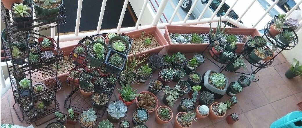 新手养多肉植物需要掌握的8点，别乱养，多看些老玩家的总结