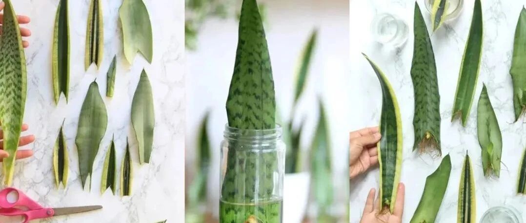 虎皮兰叶片水培和土培扦插繁殖示范，水里长出的小芽太可爱了