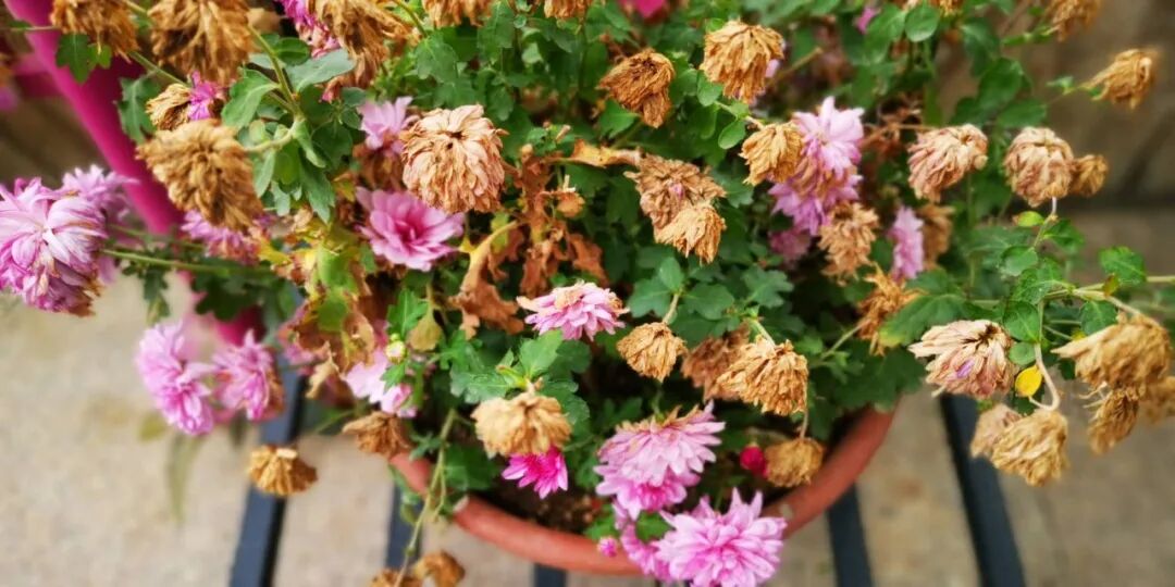 花市苗圃购买盆栽植物的内部指南 新手就不要贪便宜了 养花交流 每日精选公众号文章