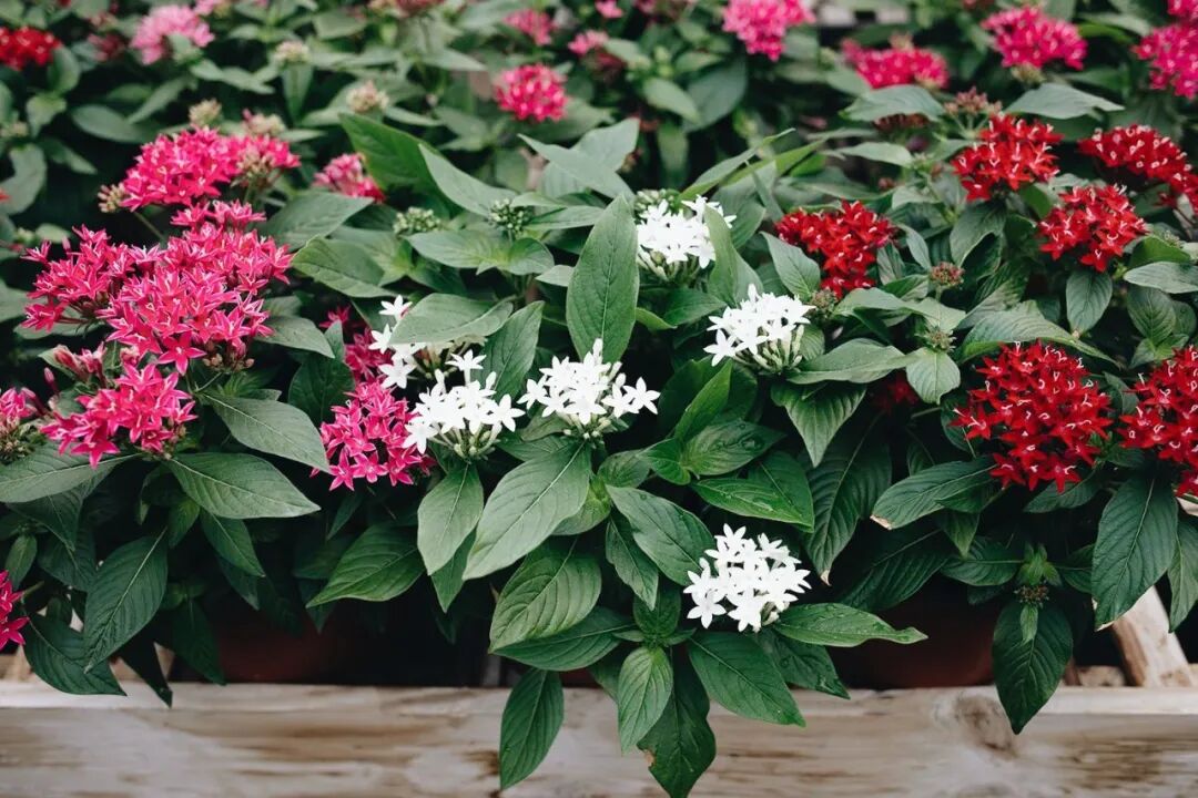 花朵如同满天繁星的五星花 夏秋花开灿烂 比绣球花好养太多了 Hi有料