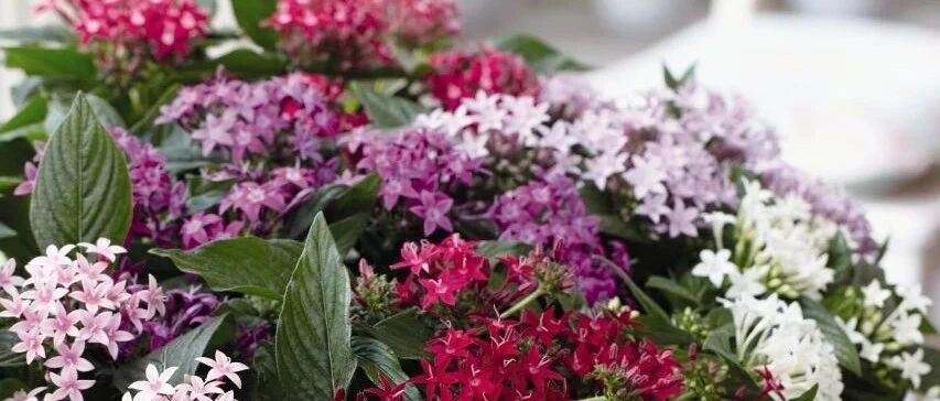 花朵如同满天繁星的五星花，夏秋花开灿烂，比绣球花好养太多了