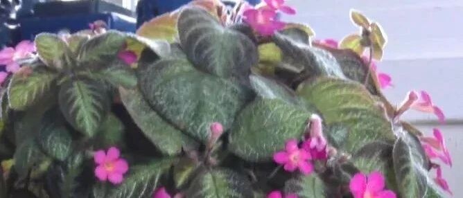 适合养半阴处的几种室内开花植物，有些许光照就能孕育花朵