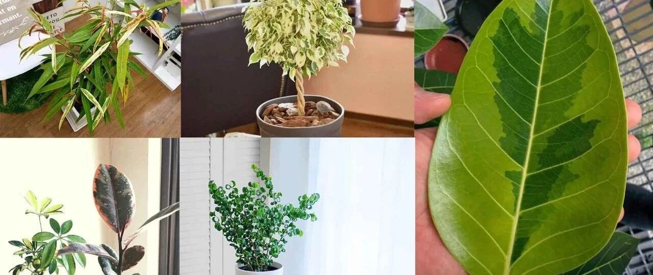 美如画的10个榕属植物，都适合种在花盆里，养成室内观叶植物