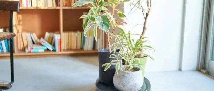 室内耐阴观叶植物大集合，灯光下或半阴处都可以养几盆