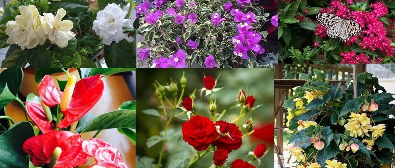 室内常见14种开花植物的浇水详解，想养好家里的花，就要多学习