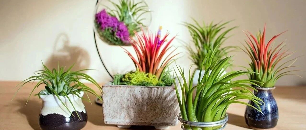 适合养在小盆里的6种耐阴小植物，“植物杀手”都难以将它们养挂