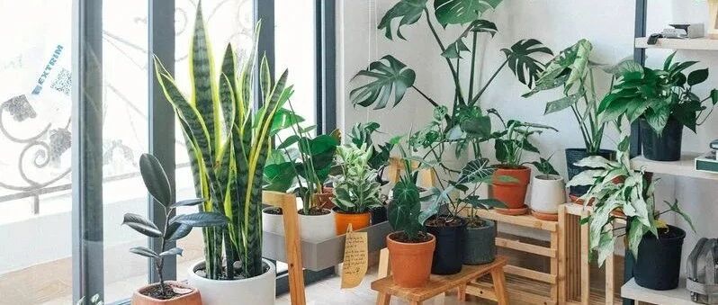 室内养盆栽植物注意6点，观叶绿植和开花植物都可以养好