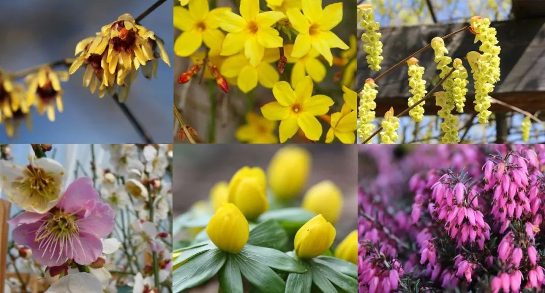 在寒冷的冬春时节灿烂开花的8种观赏花卉 可露养户外 打理简单 柠檬资讯