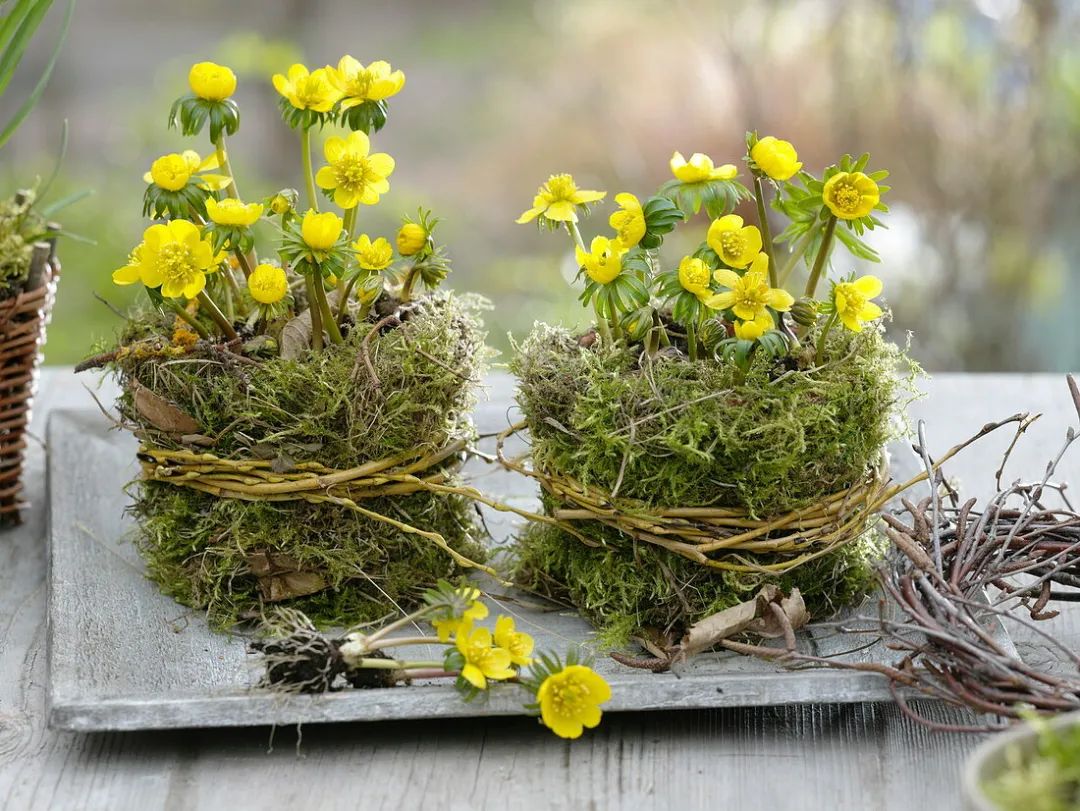 在寒冷的冬春时节灿烂开花的8种观赏花卉 可露养户外 打理简单 柠檬资讯