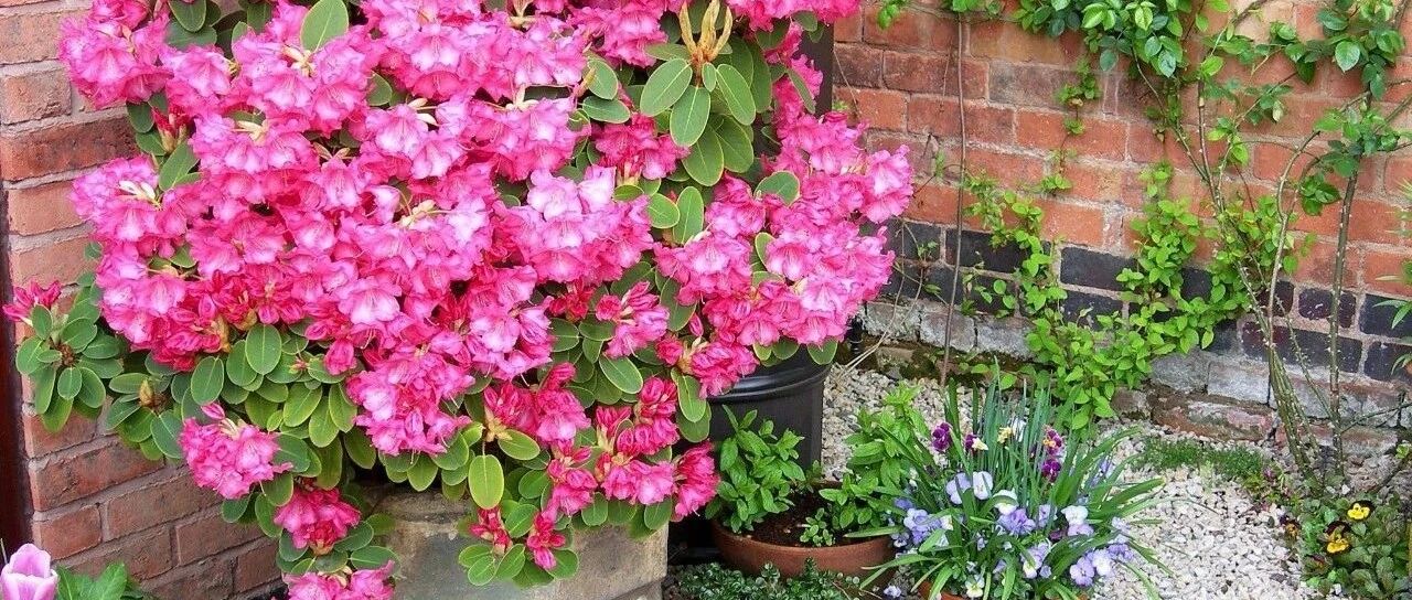 买来的杜鹃花到夏天容易挂掉，怎么打理才能每年开花，选啥品种？