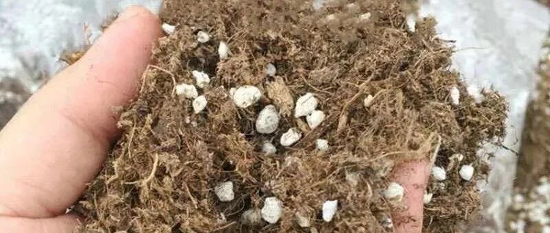 养花要用好土真能事半功倍，自己配的营养土，能让植物快速生长