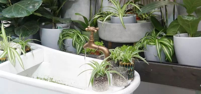 在浴室里特适合养的一些植物 还要注意养护技巧 养花交流 微信公众号文章阅读 Wemp