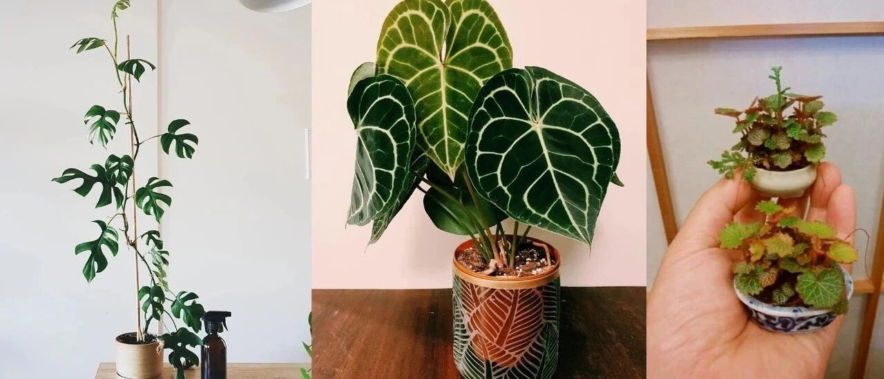 好养、耐看又便宜的7种室内观叶植物，长相别致，看一眼就被迷住