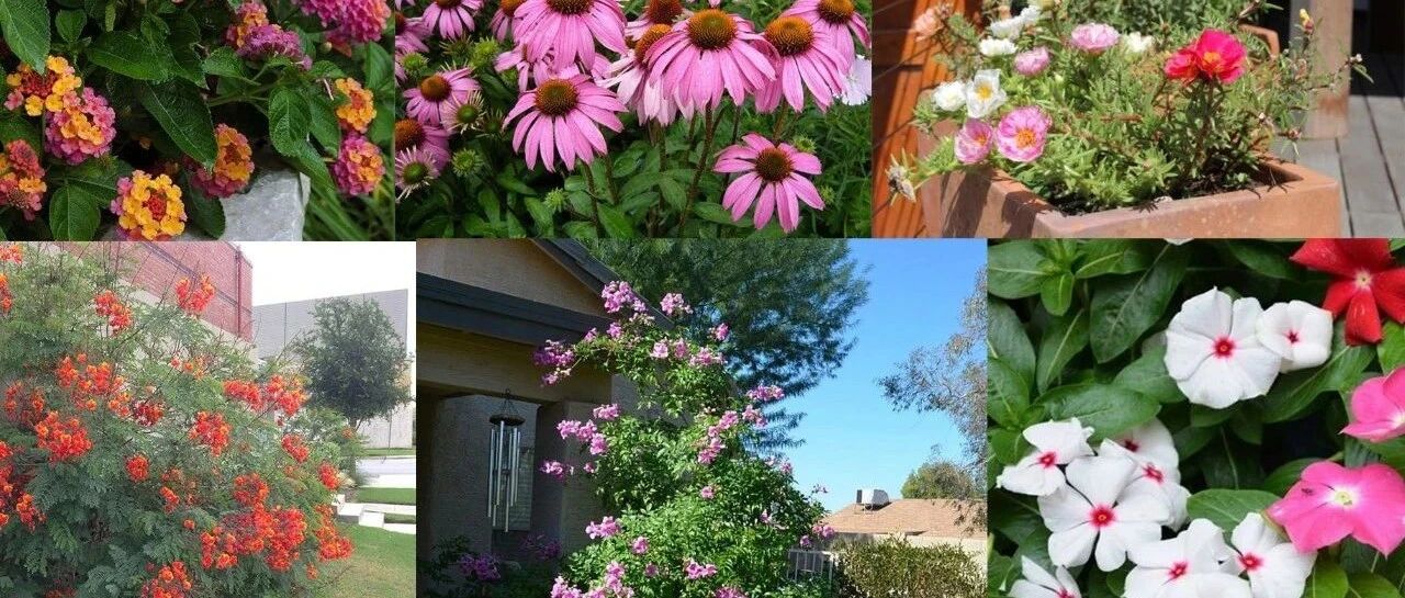 南方暴晒高温可以养这8种花，光照越足开花越好，还不怕干旱