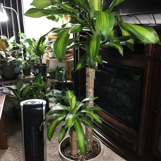 室内常见的7种大型观叶植物，你更喜欢哪一种呢？