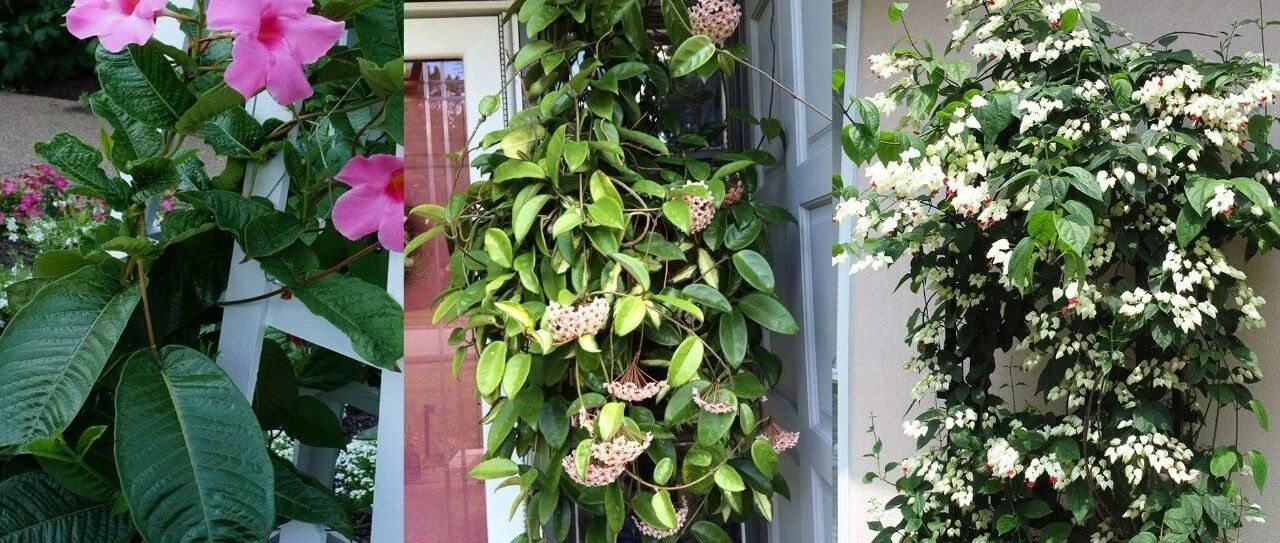 三种容易开花的室内盆栽开花植物，南北地区都能养，有几点要注意