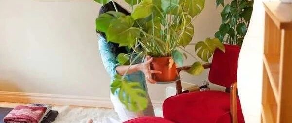 室内植物快要挂掉的11种症状，教你判断和解决这些养花问题
