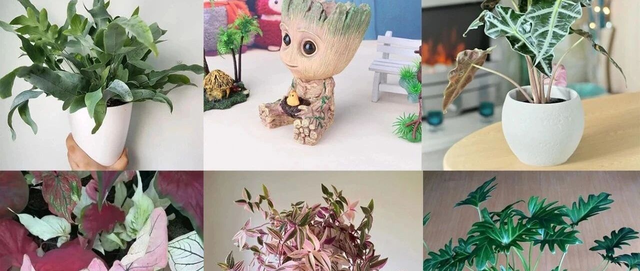 这些网红植物都可以养室内，便宜好养，但不要被人忽悠，看好再买