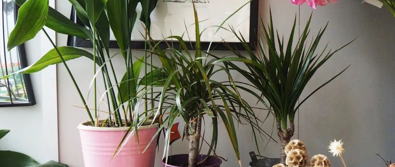 6种常见的弱光植物，能室内半阴的环境，养窗台便可维持良好状态