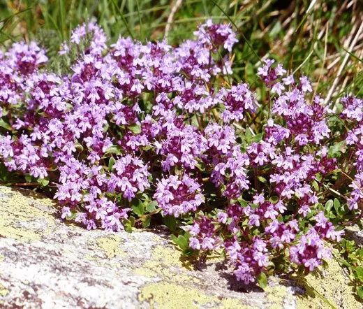 這7種帶有迷人清香的開花植物，養在室內也能開花燦爛 生活 第2張