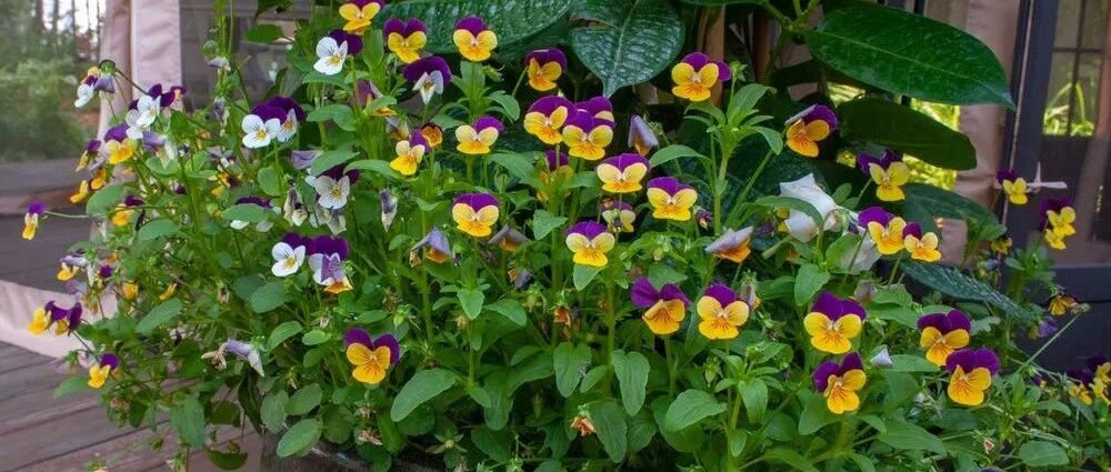 喜欢温润凉爽环境的6种开花植物，适合养成窗台盆栽