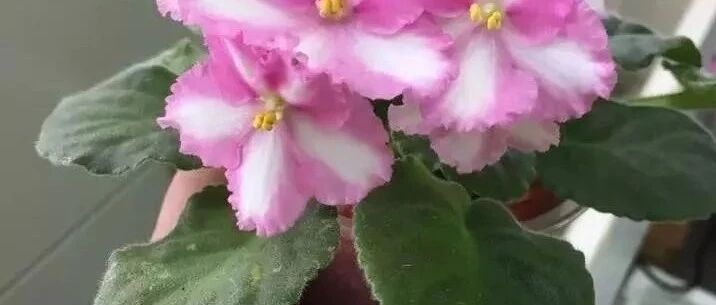 常见的几种室内盆栽植物烂根，用这种方法处理很快能恢复健康