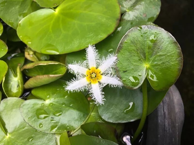 这些水生植物观赏性好 养盆里也能长 保持有水分就很好活 生活家 生活资讯 生活315 生活指南 生活品位 微信头条新闻公众号文章收集网