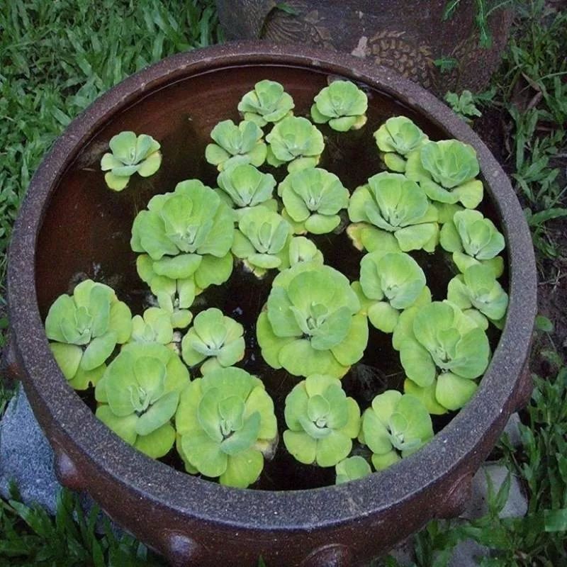 这些水生植物观赏性好 养盆里也能长 保持有水分就很好活 生活家 生活资讯 生活315 生活指南 生活品位 微信头条新闻公众号文章收集网