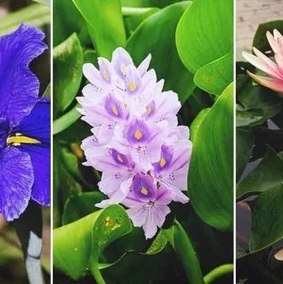 五种养护难度较低的水生植物，都很适合养成小盆栽