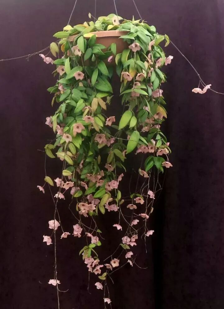 球兰养成绿萝般的观叶植物,教你快速繁殖的几个技巧,经常可开花-友友
