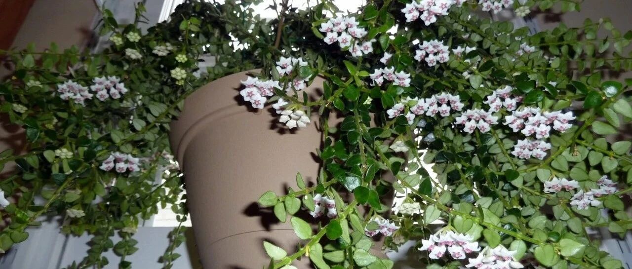 球兰养成绿萝般的观叶植物，教你快速繁殖的几个技巧，经常可开花