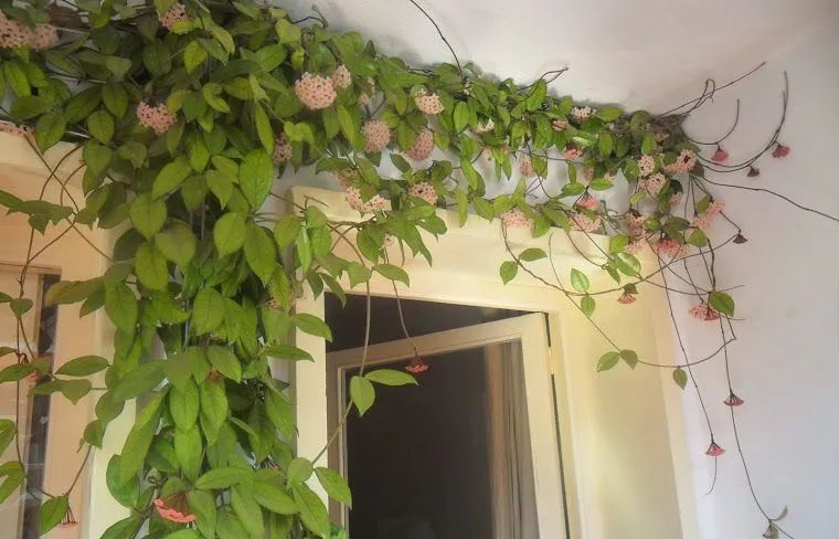 适合养半阴处的7种室内开花植物，有些许光照就能孕育花朵
