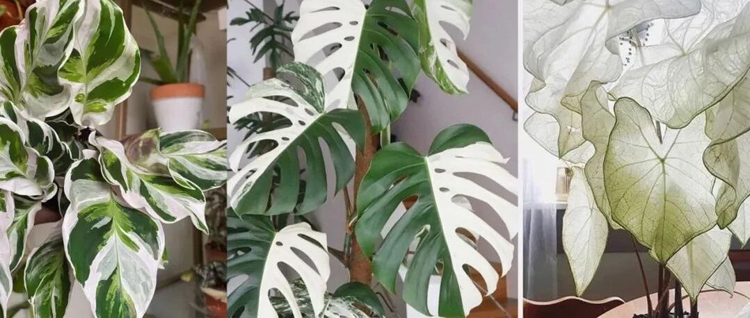 六种颜值高、价格便宜，且容易养护的带白锦的观叶植物