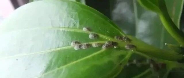 夏天盆栽多肉、月季和绣球都很容易感染介壳虫，要怎么彻底清除？