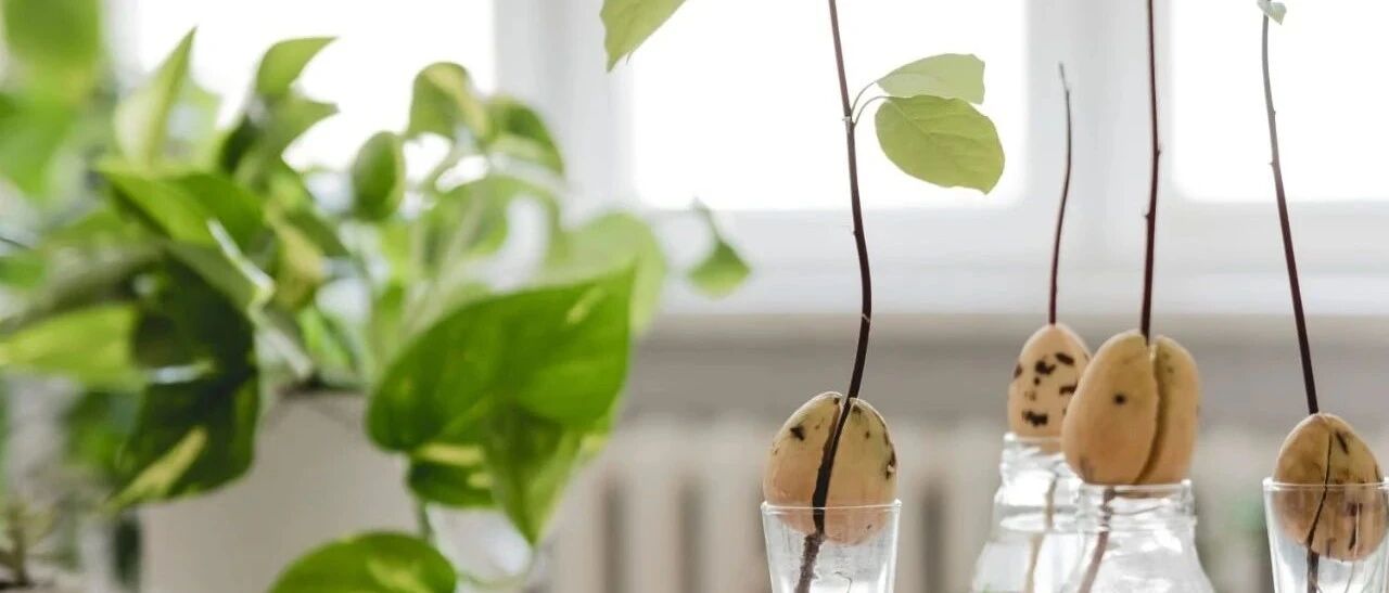 5类特别适合水培养护的植物，在窗台上用小玻璃罐就能养好