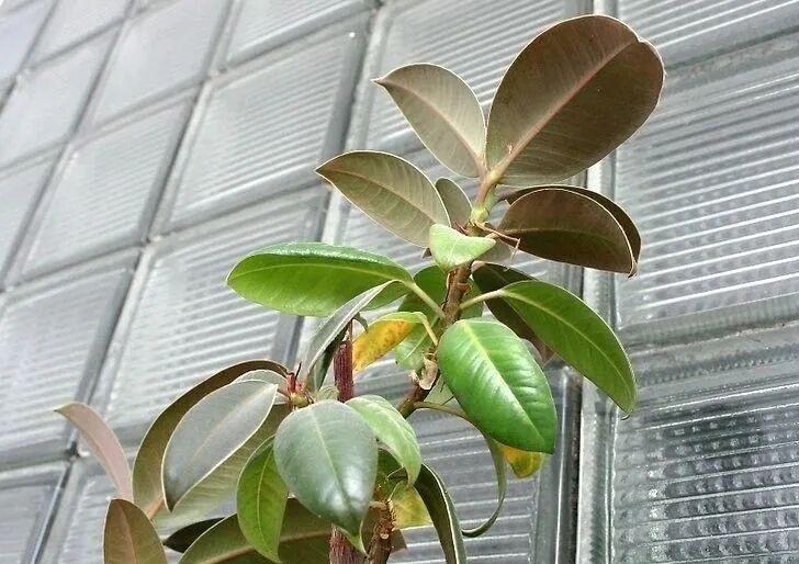 室内虫害滋生的环境 常见害虫处理技巧 附不容易感染虫害的植物 柠檬资讯