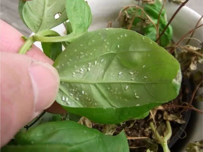室内虫害滋生的环境 常见害虫处理技巧 附不容易感染虫害的植物 柠檬资讯