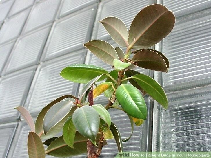 室内虫害滋生的环境 常见害虫处理技巧 附不容易感染虫害的植物 生活家 生活资讯 生活315 生活指南 生活品位 微信头条新闻公众号文章收集网